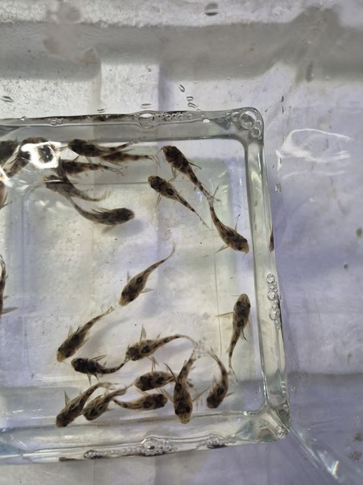 Sprzedam Kiryski pstre