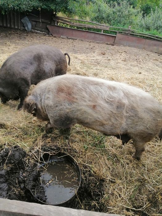 Угорська пухова мангалиця