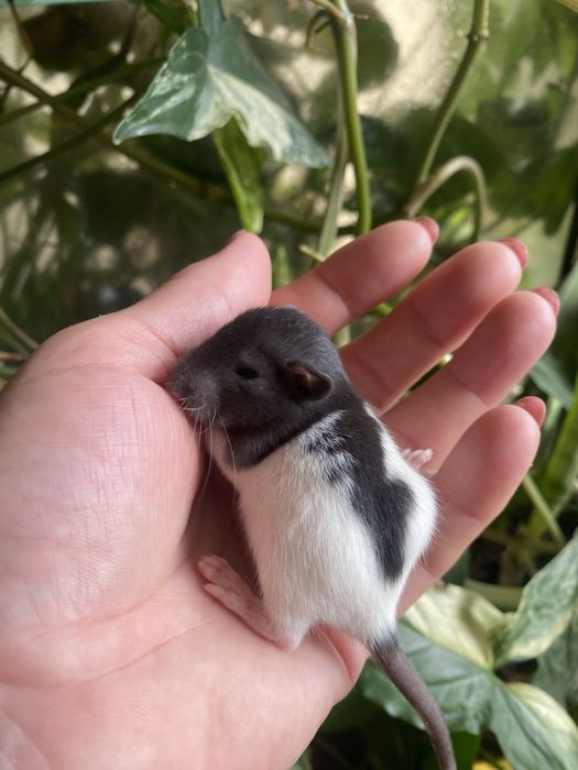 Маленькі щури криси пацючки