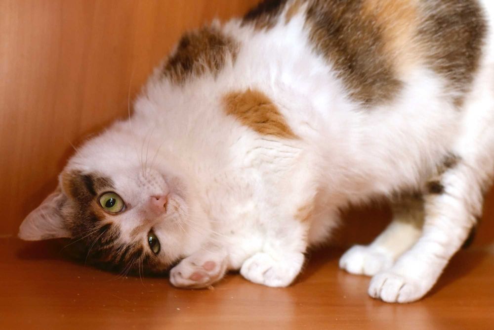 Нежная кошечка Цветочек ищет свой дом