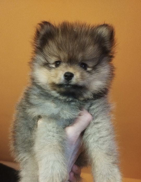 Zkwp szpic miniaturowy pomeranian