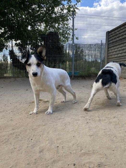 SMYK pies lękliwy adopcja schronisko