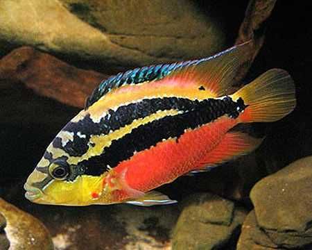 Pielęgnica diamentowa - Trichromis salvini - dowozimy, wysyłamy