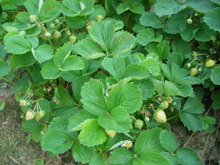 Truskawki/poziomki rozłogowe