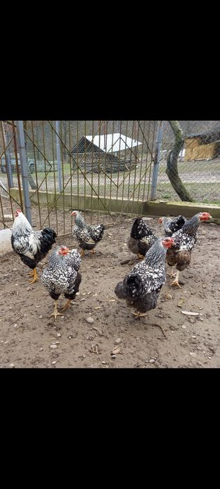 Продам інкубаційні яйця породистих курей