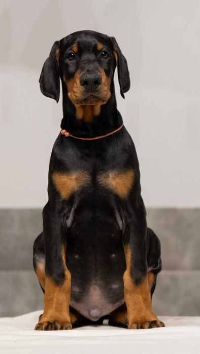 Doberman FCI szczenię, samiec bardzo mocnej budowy