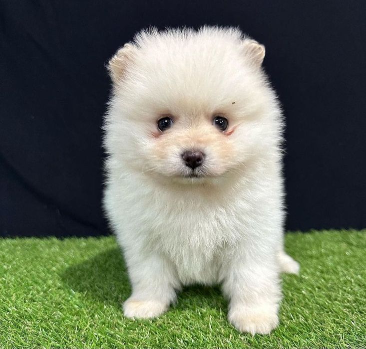 SPITZ POMERÂNIA cachorro macho para acasalar