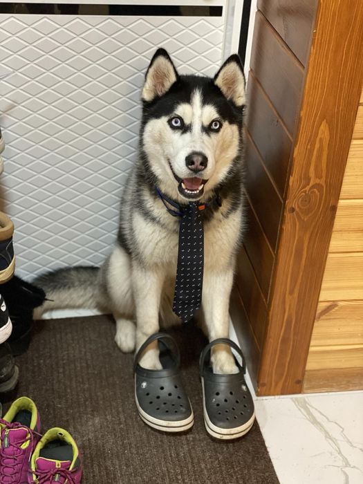 Вязка, средний кобель хаски окраса блак&вайт, случка