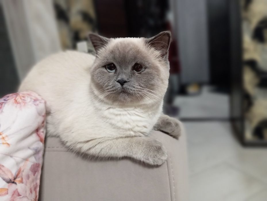 Гарна киця шукає нареченого.