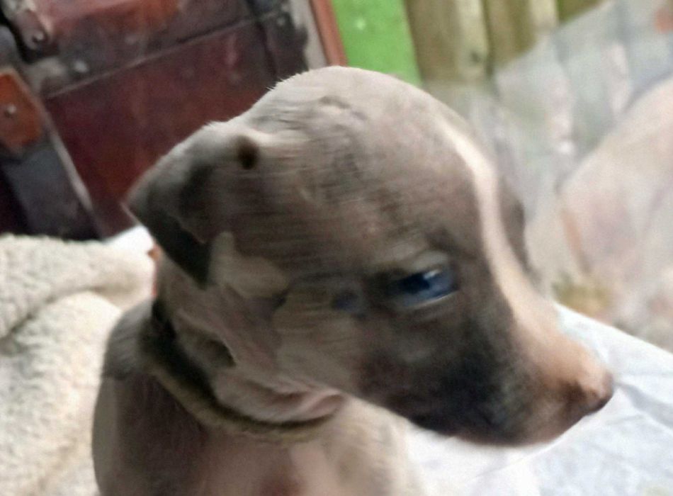 Whippet chart angielski suczka hodowla ZKwP/FCI