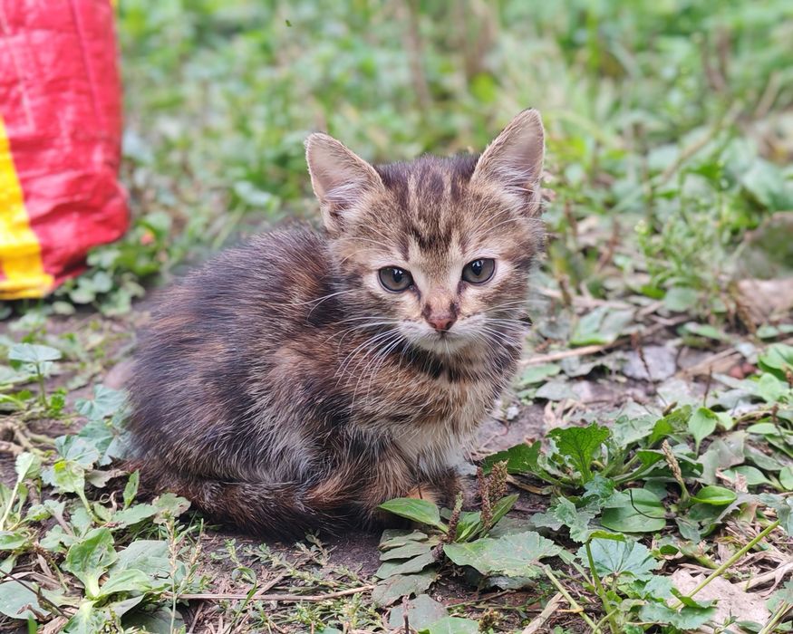 Кошенята - лагідні, розумні та грайливі!