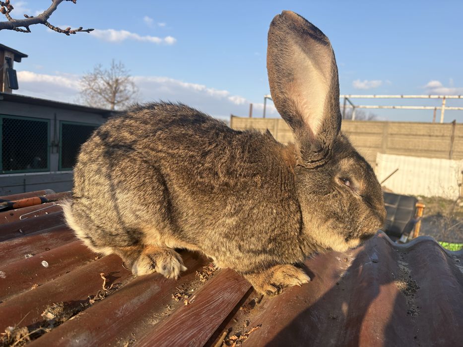 Sprzedam króliki belgii