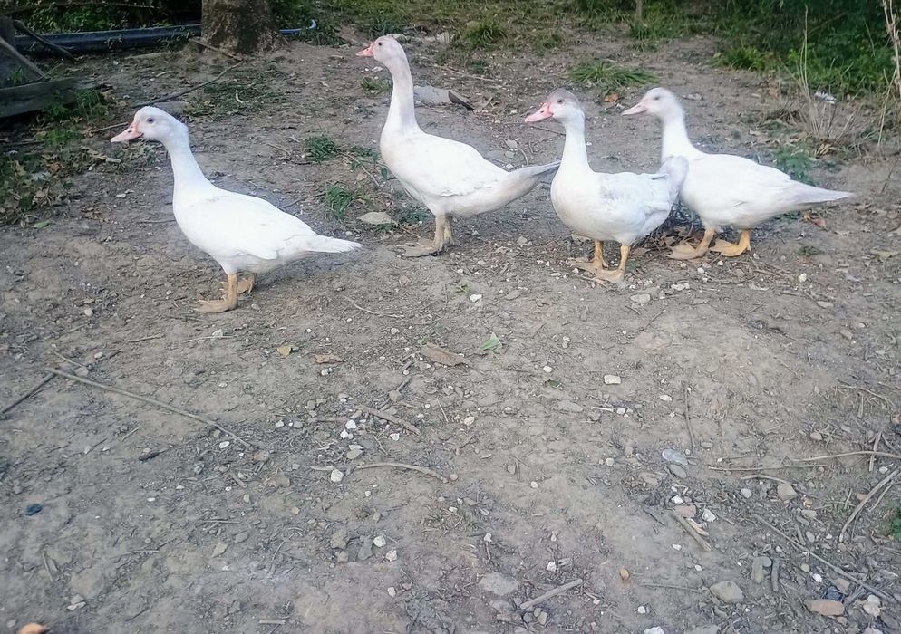 Kaczki mulardy młode - pozostały 2 sztuki