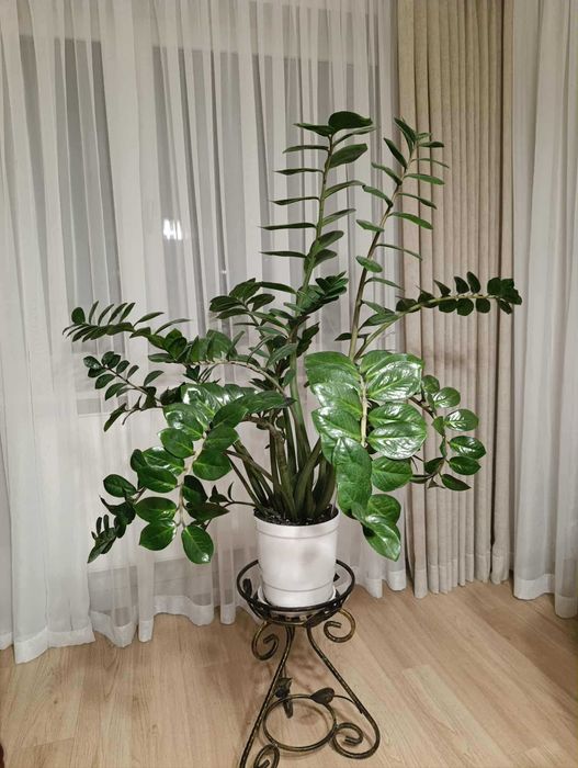 Zamiokulkas (zamioculcas)