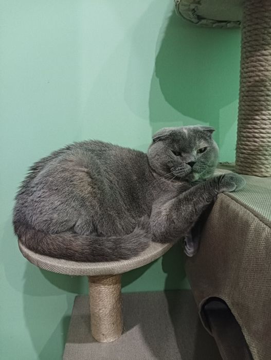 Скоттіш фолд, скоттіш страйт
