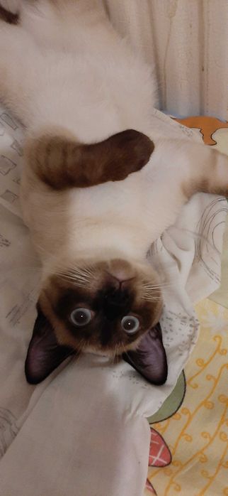 Вязка тайского кота