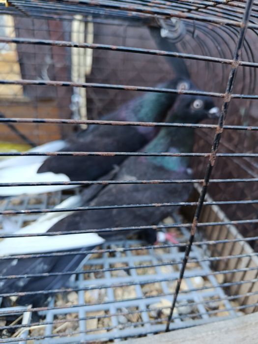 Sprzedam gołębie czaposze