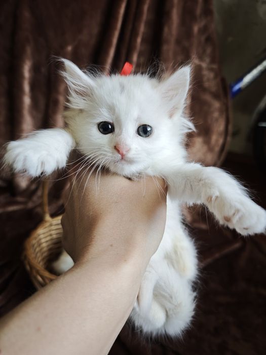 Білі кошенята котеня турецька ангорська чистокровні котик кішка
