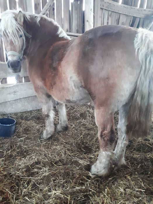 Klacz zimnokrwista sztum