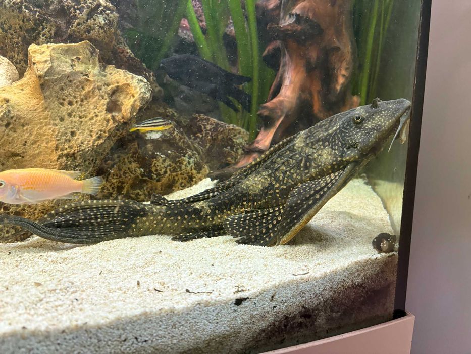 Zbrojnik lamparci (Pterygoplichthys gibbiceps) 40cm para!!