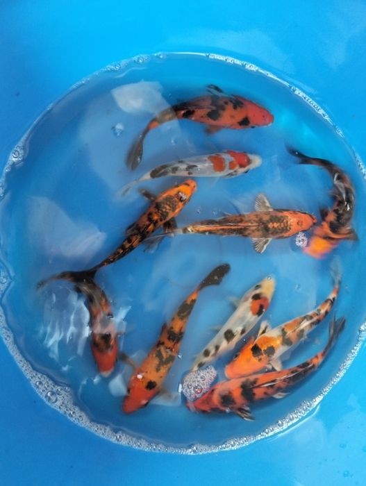 Carpas koi 12 a 14cm "promoção"