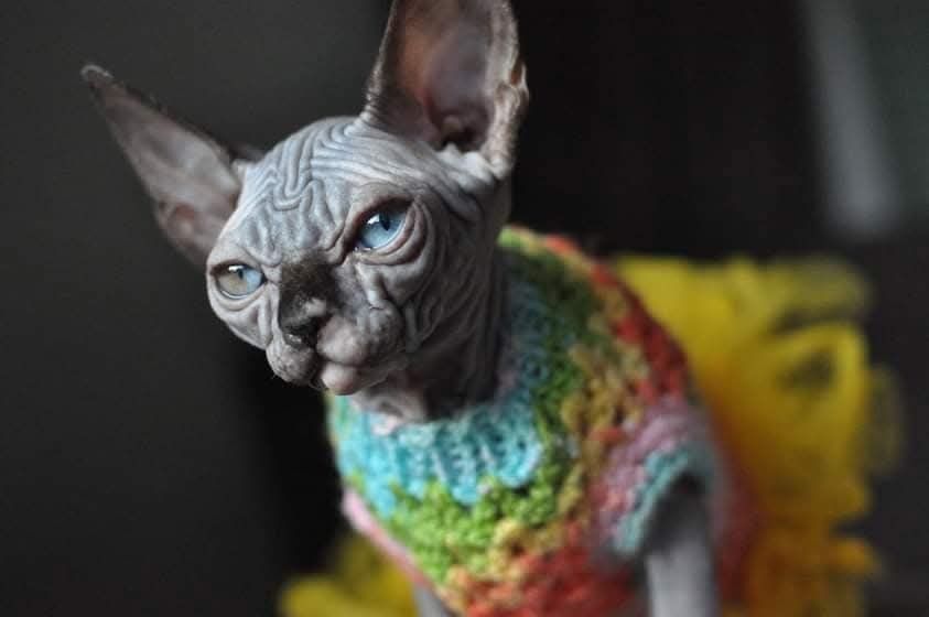 Sfinks piekny łysy kot