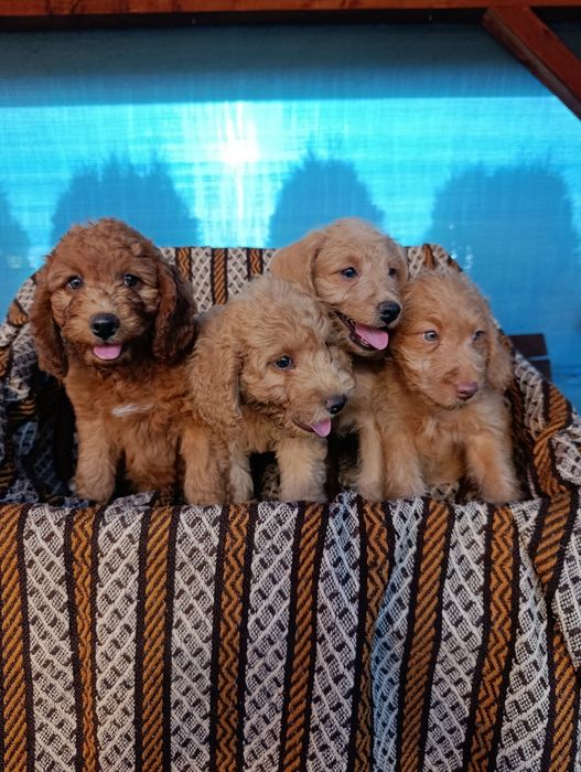 Śliczna suczka Goldendoodle mini