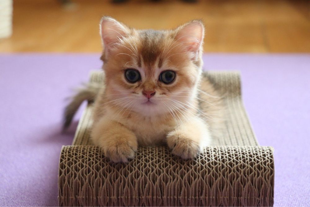 Шотландські котятка золота шиншила 1,5 місяці