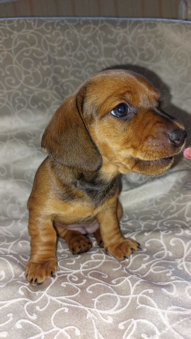 Цуценя породи Такса