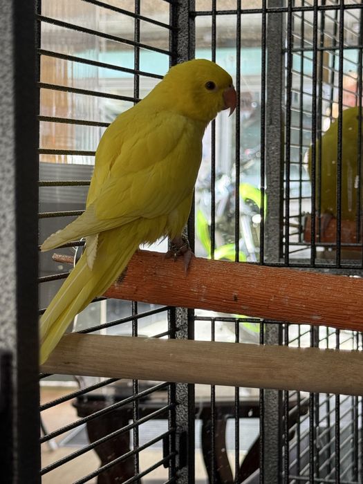 Ringneck amarelo um femia um macho