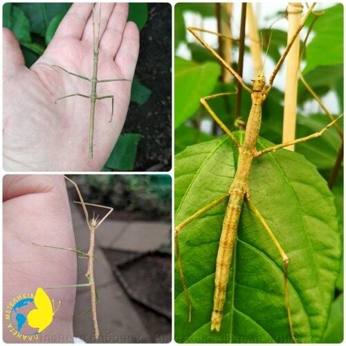 Палочники Краснокрилі, Аннамські , Кордильерскі , Несподівані.