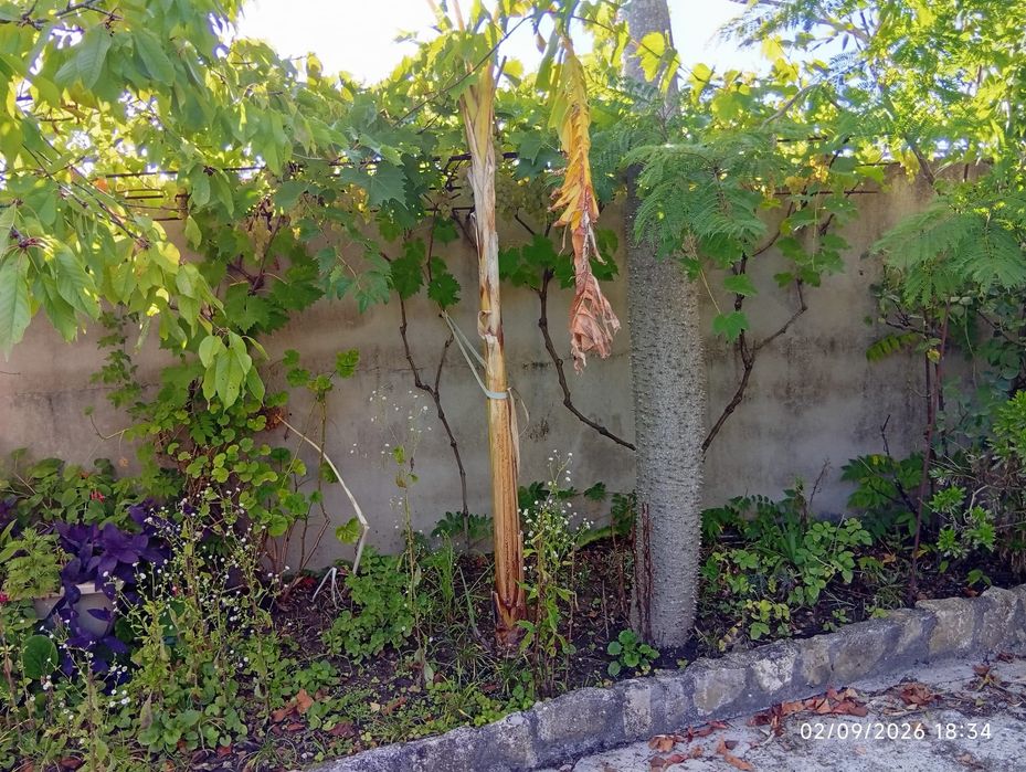 Quintinha com casa em pedra para recuperar – Presalves, Montemor-o-Velho