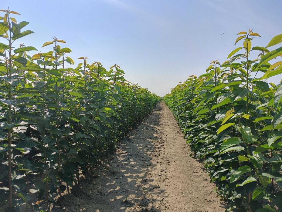 Drzewka owocowe wszystkie gatunki