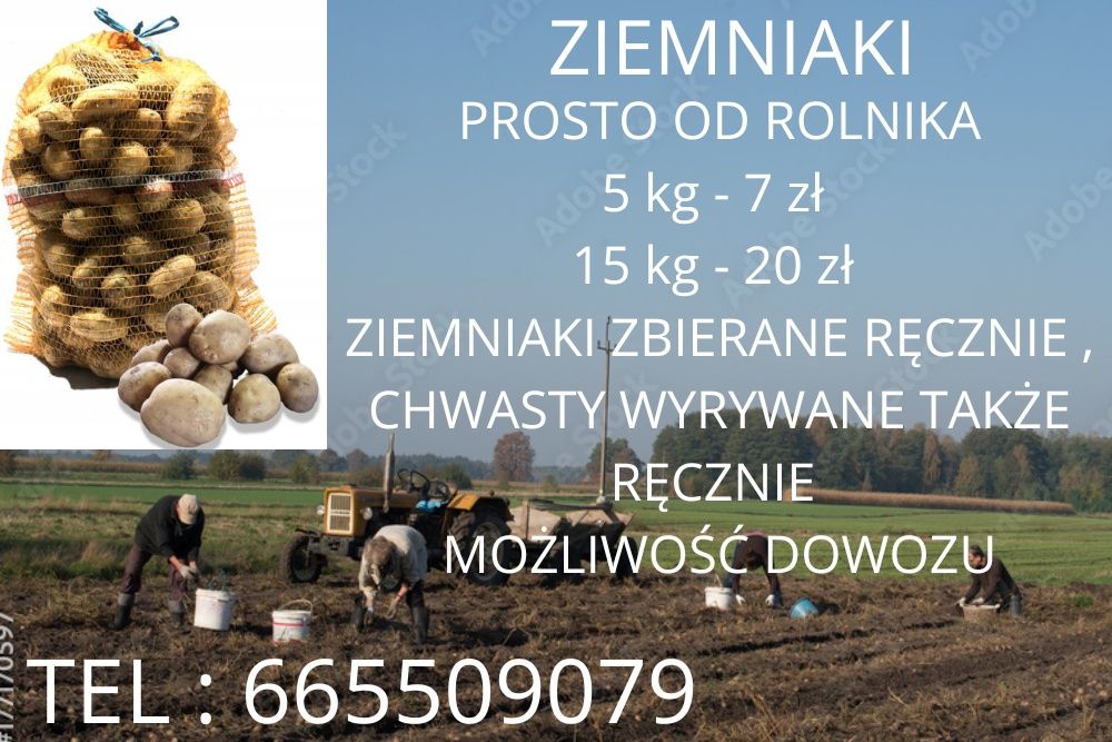 Ziemniaki od rolnika