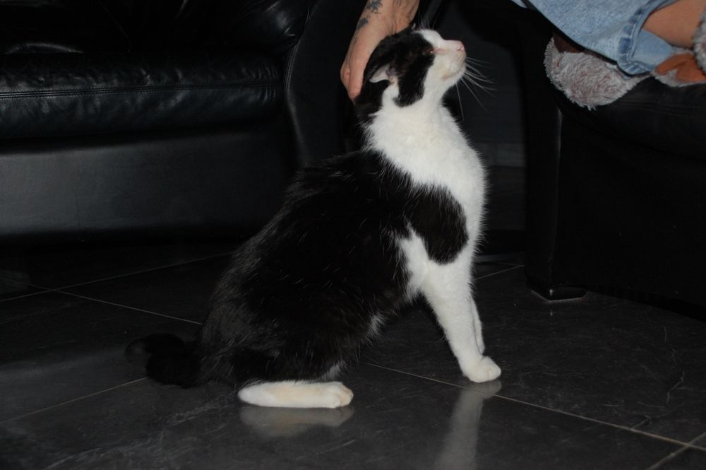 Do adopcji Romeo, kocur, wykastrowany, zdrowy szuka kochającego domu.