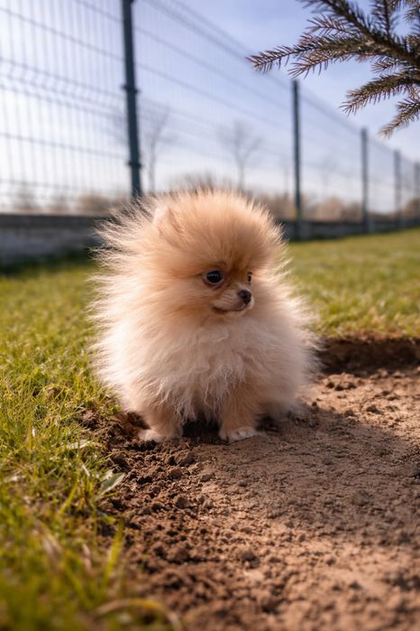 Mini pomeranian 5 miesiacy  900gram
