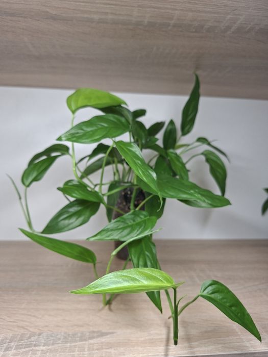 Monstera Obliqua Colombian Form