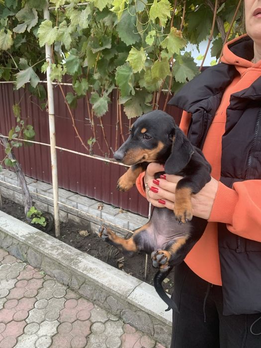 Продам цуценят Таксенят