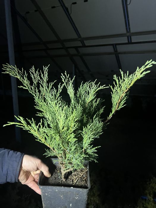 Ялівець казацький Блу Дануб