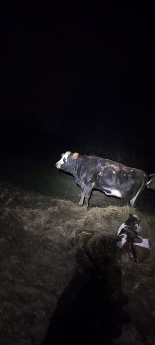 Jałówka krowa mloda