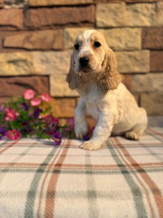 Cocker spaniel angielski sunia rodowód