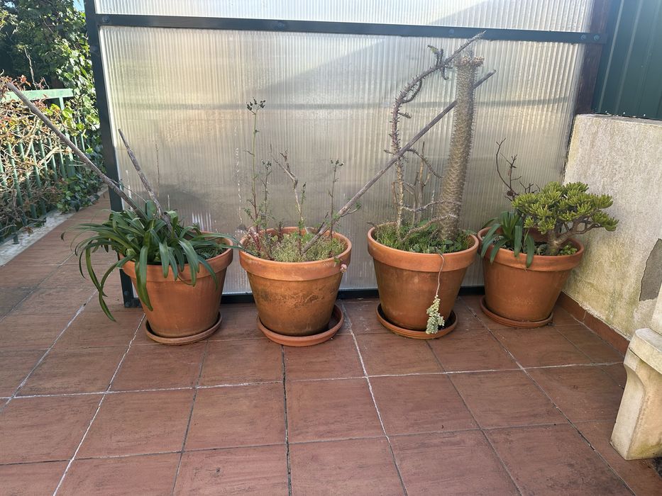 Vasos terracota com planta