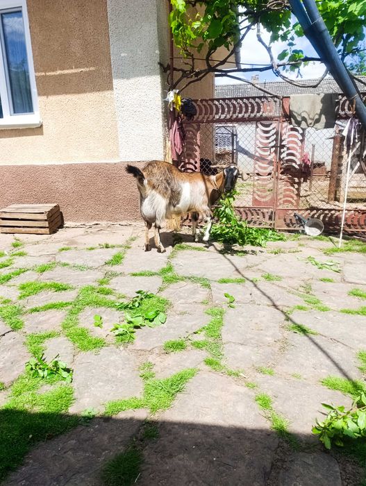 Продається коза після другого окоту