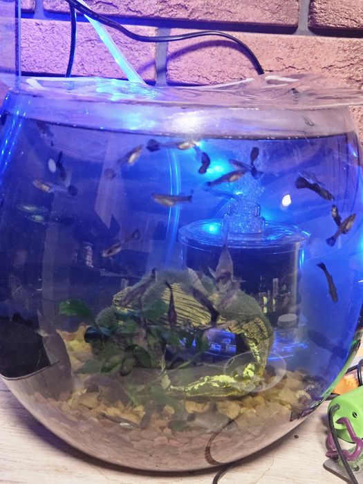 Рибки Гуппі дорослі та місячні