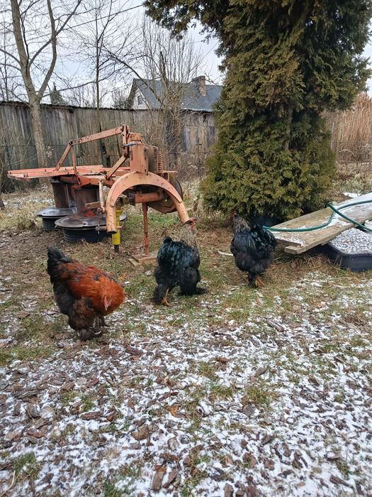 Koguty tegoroczne kochiny olbrzymie