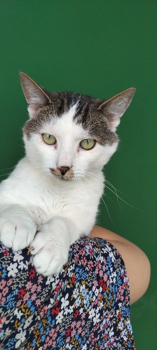 Erla, kotka szuka kochającego domu