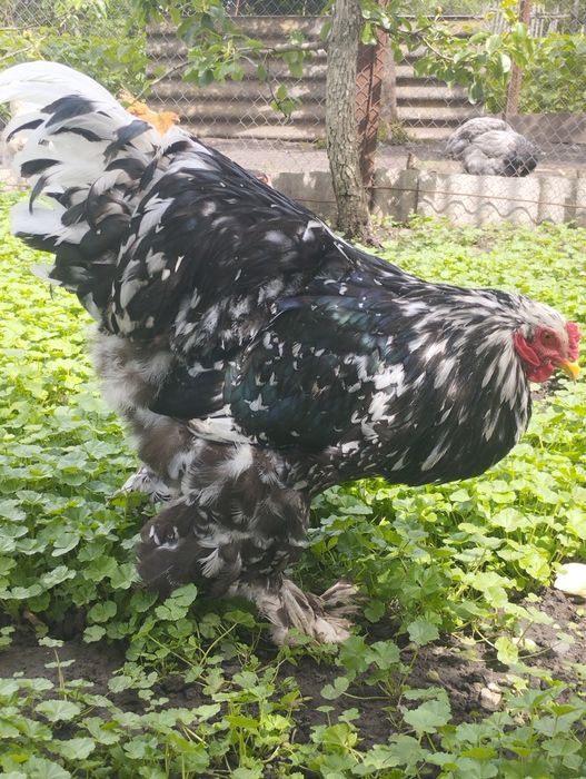 Інкубаційні яйця курей брама мрамор