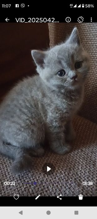 котики британчики