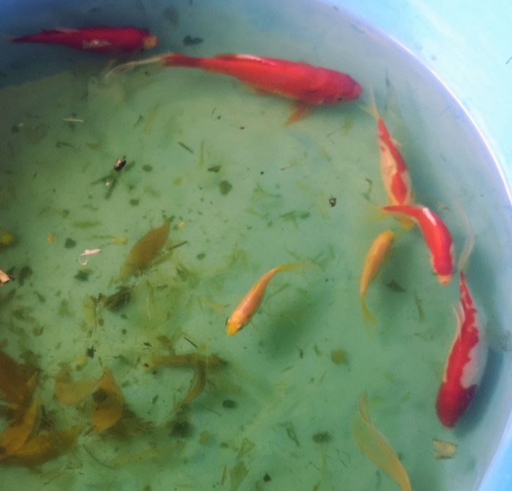 Kinguios, peixes água fria