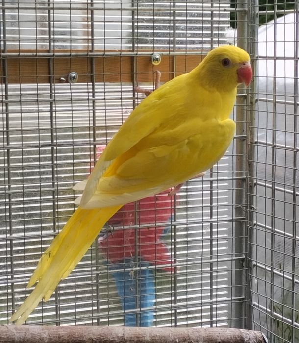 Aleksandretty obrożne żółte